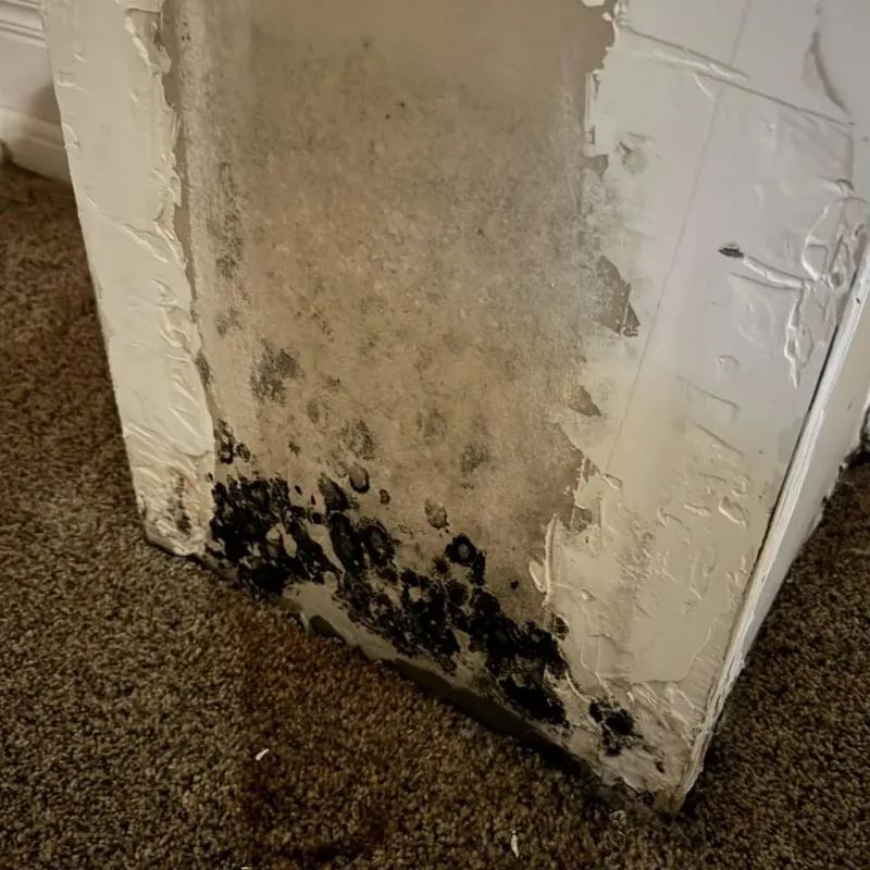 Professional Mold Removal in Peabody, KS
